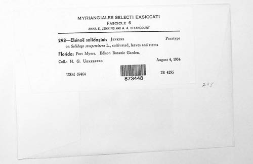 Elsinoe solidaginis image